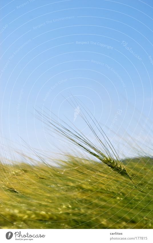 ISO 100 - and yet so much grain Colour photo Exterior shot Copy Space top Neutral Background Sunlight Shallow depth of field Food Grain Bread Cereals