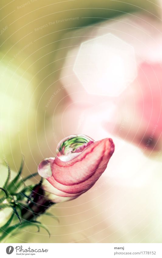 Green in a drop Life Harmonious Senses Plant Drops of water Summer Blossom Phlox Bud Fresh Calm Hope Humble Reflection Refreshment Nature Noble Colour photo