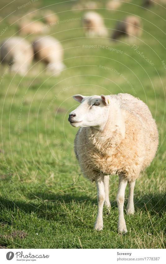 Am I Dolly? Nature Landscape Plant Animal Sun Summer Grass Coast North Sea Dike Farm animal Sheep Flock Herd Stand Serene To feed Agriculture Wool Colour photo