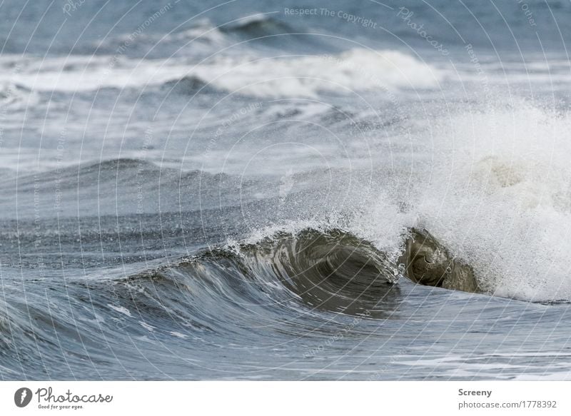 Wave #1 Vacation & Travel Tourism Trip Adventure Far-off places Summer Summer vacation Beach Waves Landscape Plant Water Coast North Sea Island Langeoog Wet