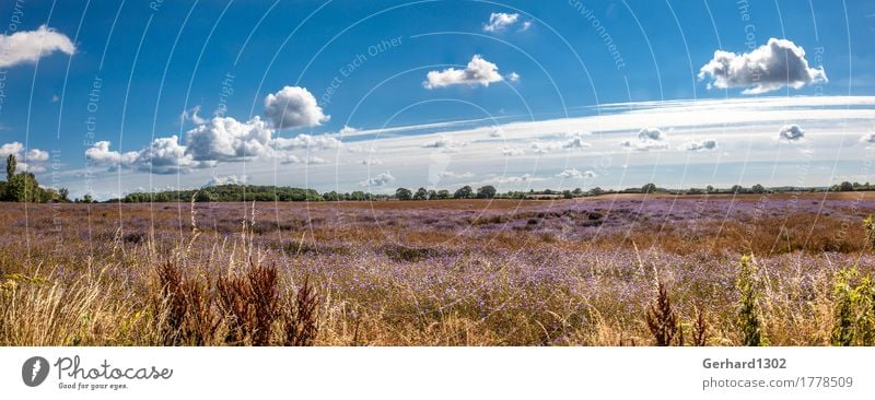 Rapeseed field with cornflowers in late summer at the Schlei Vacation & Travel Tourism Trip Cycling tour Hiking Environment Nature Summer Agricultural crop