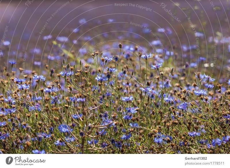 Cornflowers against the light Nature Plant Field Relaxation Meadow Sunlight Back-light Blue Summer Harvest Colour photo Exterior shot Detail Central perspective