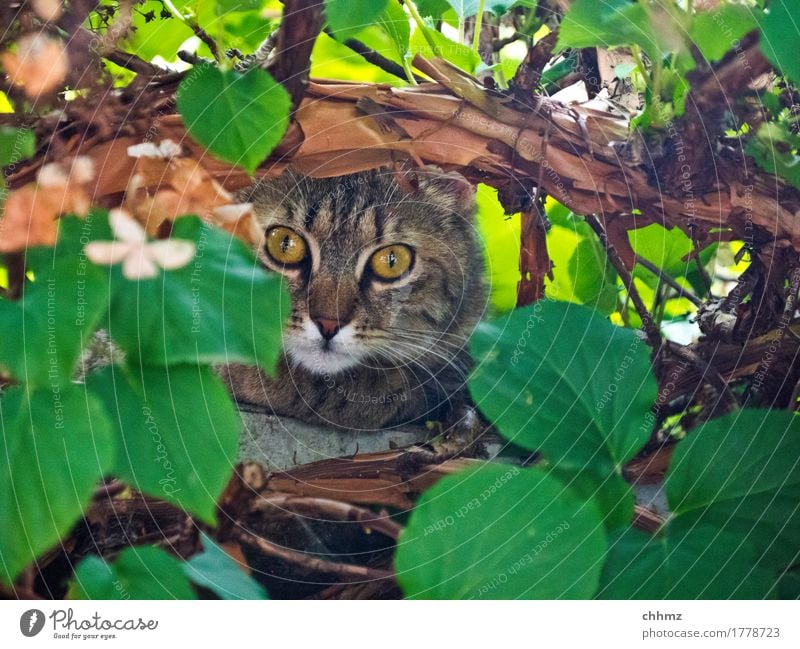 Jungle Tiger jungles Cat Hydrangea covert Hide Curiosity inquisitorial leaves Nature Eyes Ambush Animal Looking Pelt Pet Cute Exterior shot Observe Domestic cat