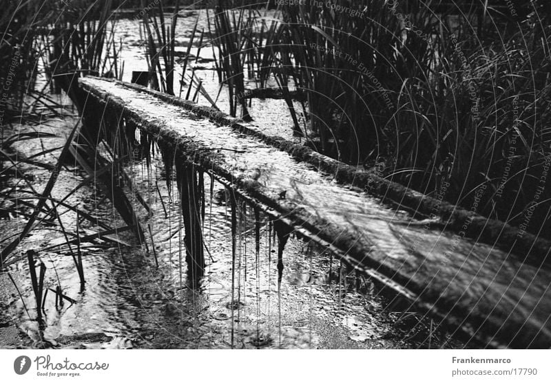 pond channel Pond Gutter Gloomy Common Reed Water Drops of water Black & white photo