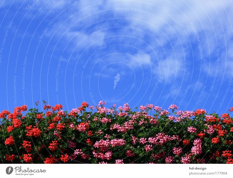 geraniums Colour photo Exterior shot Deserted Day Nature Plant Sky Clouds Summer Beautiful weather Warmth Blossom Foliage plant Geranium Fragrance Blue