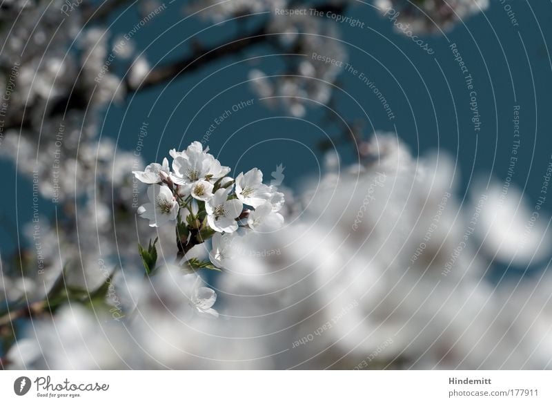 Finally cherry blossoms Colour photo Subdued colour Exterior shot Deserted Copy Space right Day Light Blur Shallow depth of field Nature Sky Spring Plant Tree