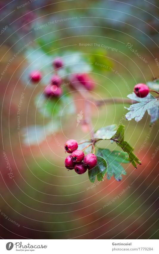 hawthorn Environment Nature Plant Autumn Tree Leaf Forest Red Mature Hawthorn Berries Berry bushes Autumnal Colour photo Exterior shot Deserted