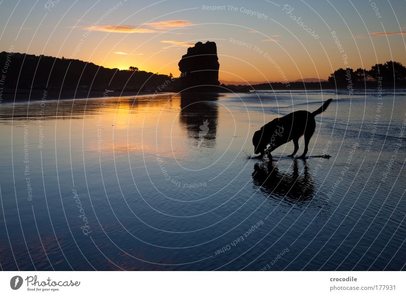 treasure hunt Colour photo Exterior shot Deserted Evening Twilight Light Shadow Contrast Silhouette Reflection Sunrise Sunset Back-light Deep depth of field