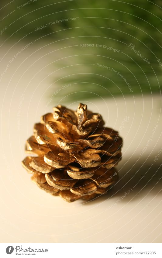 Christmassy golden Colour photo Studio shot Close-up Detail Deserted Copy Space left Copy Space bottom Neutral Background Shadow Shallow depth of field