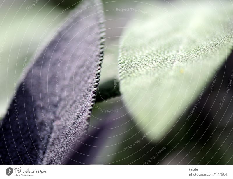 sage Colour photo Subdued colour Macro (Extreme close-up) Food Herbs and spices Nutrition Organic produce Healthy Fragrance Nature Plant Agricultural crop