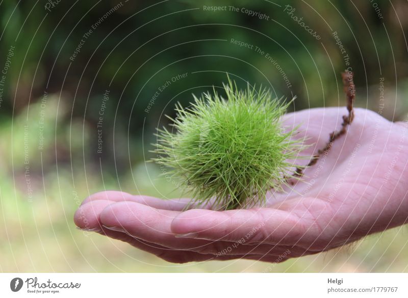 ouch...that stings. Human being Masculine Hand Fingers 60 years and older Senior citizen Environment Nature Plant Autumn Wild plant Chestnut Sweet chestnut