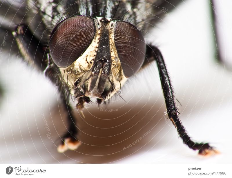 brachycera Colour photo Macro (Extreme close-up) Copy Space bottom Deep depth of field Worm's-eye view Looking into the camera Environment Nature Animal