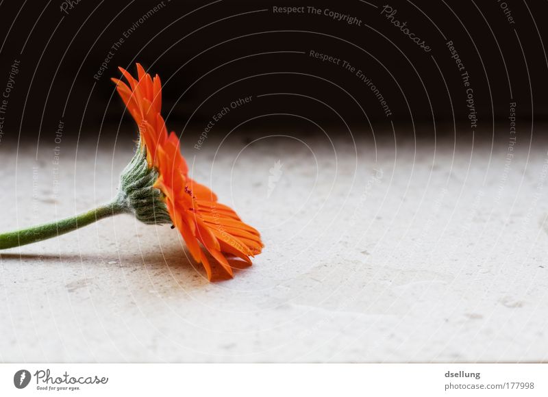 Gerbera side view with dark background Colour photo Interior shot Close-up Deserted Copy Space right Artificial light Light Shadow Contrast