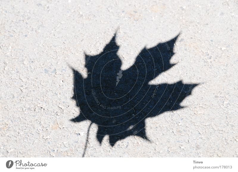 no pipe chess test Subdued colour Exterior shot Close-up Copy Space left Copy Space top Day Light Shadow Contrast Silhouette Leaf Sharp-edged Maple leaf Prongs