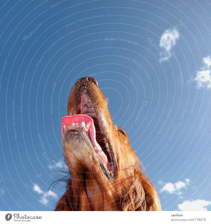 dog days Dog Irish setter Pelt Teeth Set of teeth Snout Tongue Breathe Auburn Long-haired look up Upward Obedient observantly Admiration warm Hot Humidity