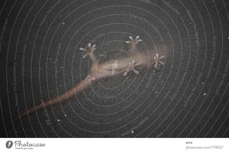 adhesion Close-up Deserted Climbing Mountaineering High-tech Nature Animal Paw Hang Esthetic Gekko Freedom