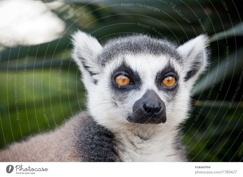 Ring-tailed lemur (Lemur catta) Zoo Nature Animal Tree Black White Africa Madagascar one primates Wilderness Colour photo