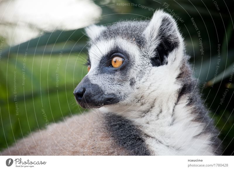 Ring-tailed lemur (Lemur catta) Zoo Nature Animal Tree Black White Africa Madagascar one primates Wilderness Colour photo