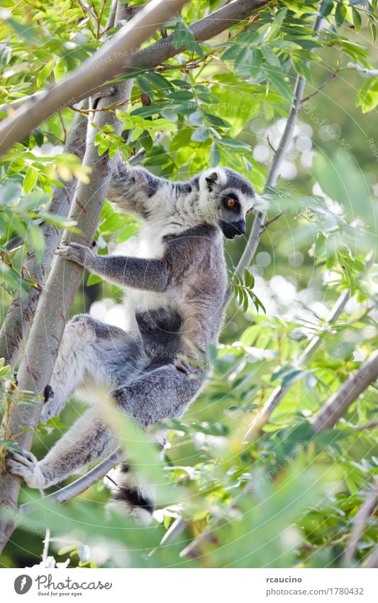 Ring-tailed lemur (Lemur catta) Zoo Nature Animal Tree Black White Africa Madagascar one primates Wilderness Colour photo