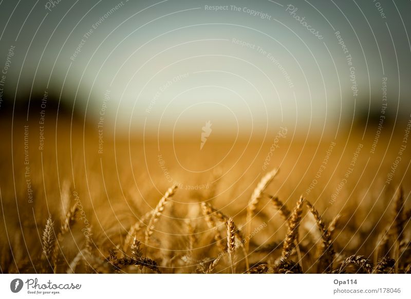 fields of gold Colour photo Exterior shot Detail Deserted Copy Space top Day Light Contrast Wide angle Forward Environment Nature Landscape Plant Sky