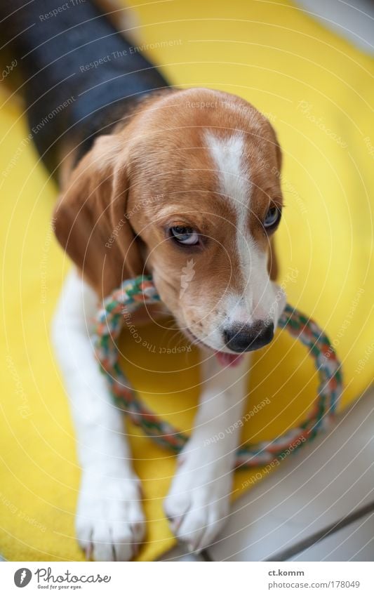 Timeless hours - Timeless hours Colour photo Multicoloured Interior shot Copy Space bottom Day Contrast Sunlight Deep depth of field Long shot Animal portrait