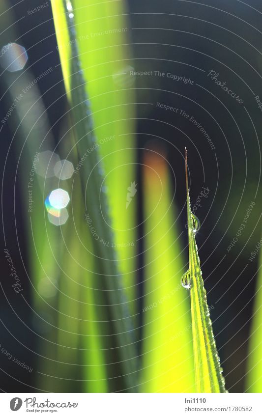 Dewdrops on a leaf tip Nature Plant Drops of water Sunlight Summer Beautiful weather Leaf Garden Illuminate Exceptional Glittering Yellow Gray Green Red Black