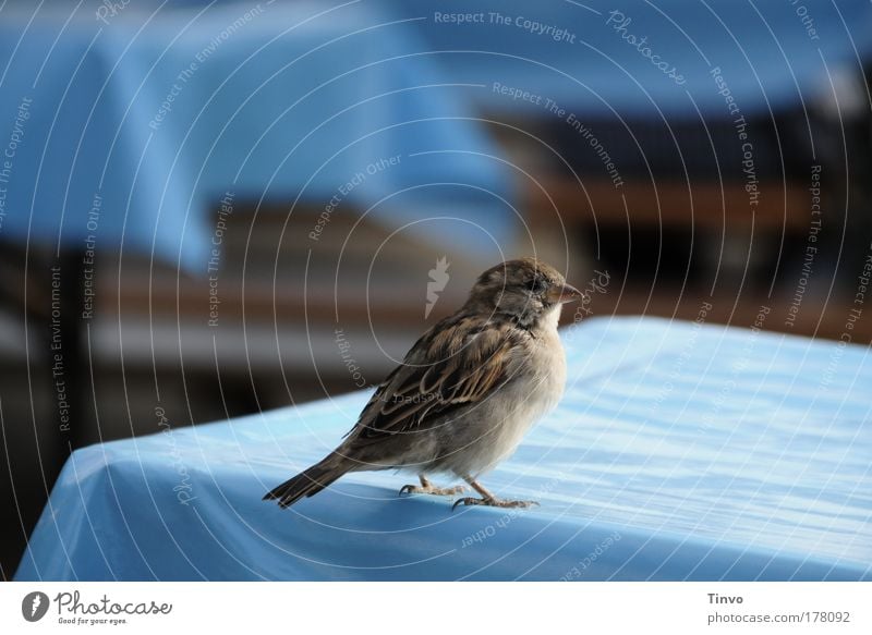 sparrow Animal Bird 1 Natural Curiosity Love of animals Modest Sparrow Blue Beer garden Foraging Graceful Timidity Tablecloth Colour photo Exterior shot