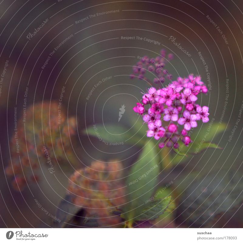 girl's poddo Subdued colour Multicoloured Close-up Detail Macro (Extreme close-up) Blur Shallow depth of field Nature Plant Summer Flower Bushes Blossom