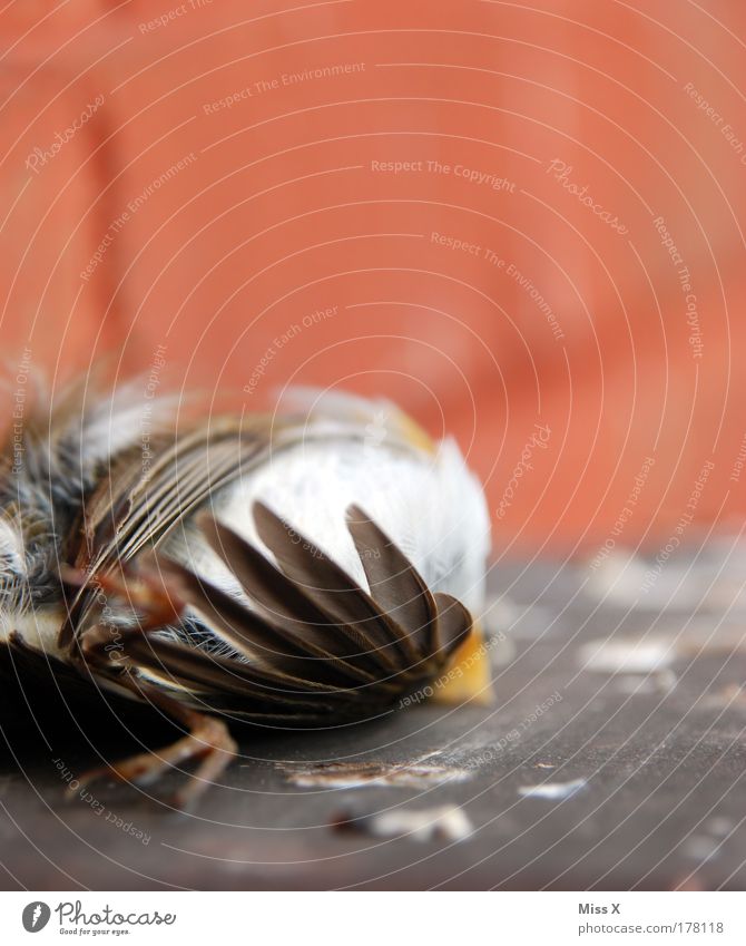 bird Colour photo Multicoloured Exterior shot Close-up Detail Deserted Copy Space right Copy Space top Copy Space bottom Shallow depth of field Environment