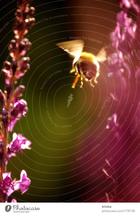 Enough honey... Colour photo Multicoloured Exterior shot Copy Space bottom Twilight Blur Motion blur Shallow depth of field Worm's-eye view Looking back Food