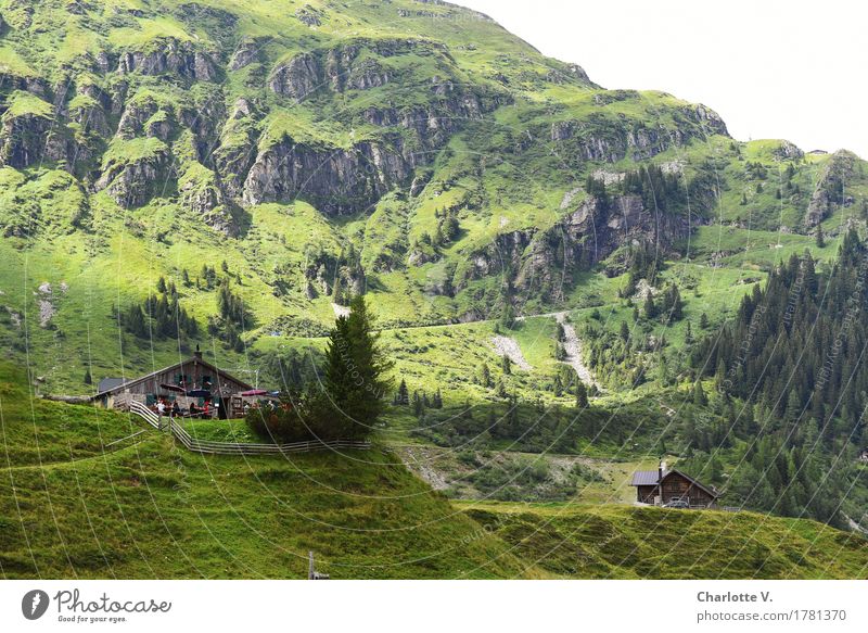 snack station Trip Summer vacation Mountain Hiking Nature Landscape Tree Grass Alps Alpine pasture Mountain pasture Valley Austria Europe Far-off places Fresh