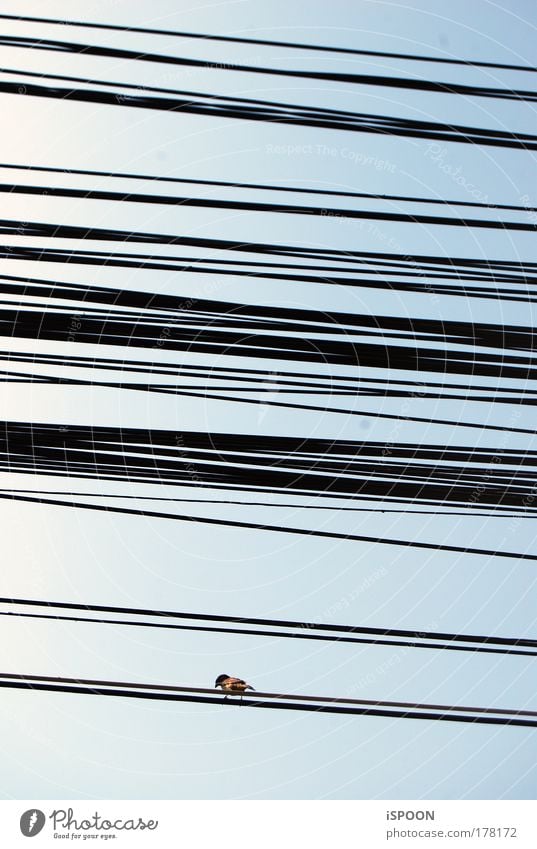 Sparrow in Bucharest Colour photo Exterior shot Day Worm's-eye view Air Sky Sunlight Romania Transmission lines Animal Bird 1 Sit Wait Blue Brown Black Muddled