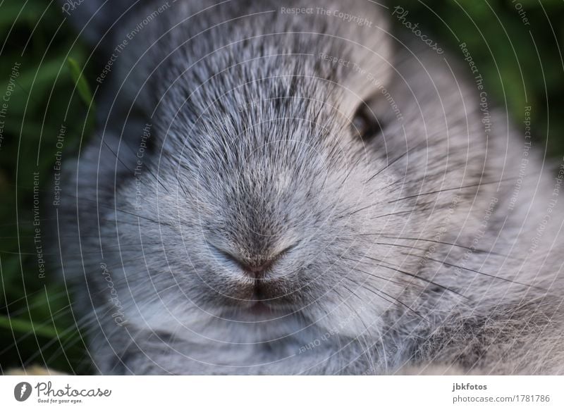 International Rabbit Day Food Nutrition Animal Pet Farm animal Wild animal Animal face Pelt Hare & Rabbit & Bunny Pygmy rabbit Baby animal Joy Happy Happiness