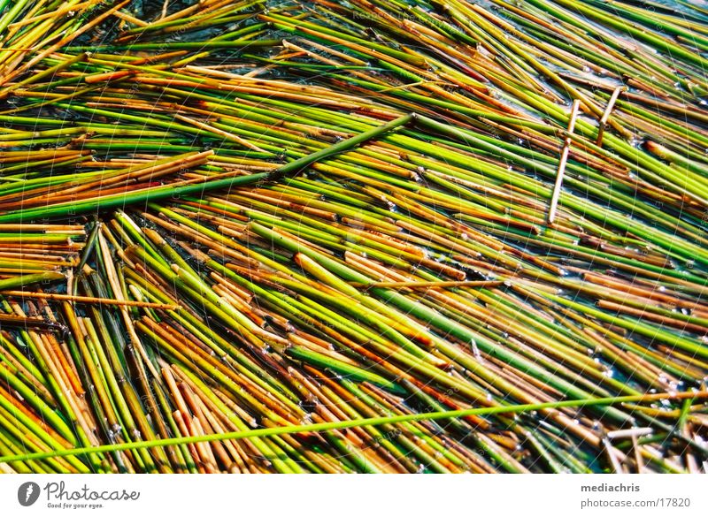 seaweed Maria Laach Abbey Laacher Lake Grass Water Pasture