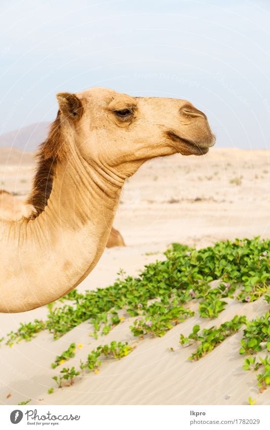 a free dromedary near the sea Vacation & Travel Tourism Safari Summer Nature Plant Animal Sand Sky Hot Wild Brown Gray Black White Asia Arabia arid Beast