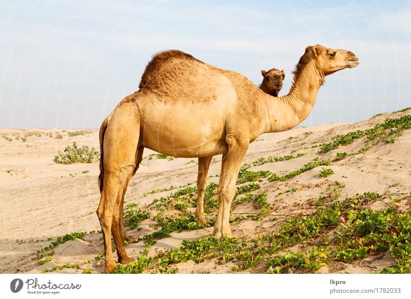 free dromedary near the sea Eating Vacation & Travel Tourism Safari Summer Nature Plant Animal Sand Sky Hair Hot Wild Brown Gray Black White Asia Arabia arid