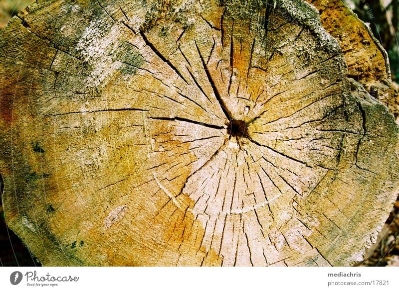 annual rings Wood Annual ring Tree Tree trunk Old Crack & Rip & Tear Colouring Surface Cross-section Close-up