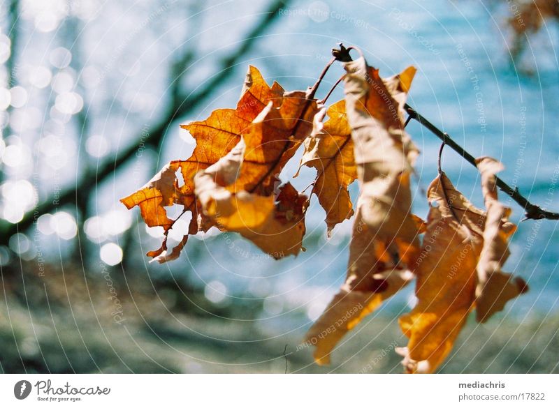 rustling leaves Maria Laach Abbey Laacher Lake Leaf Limp