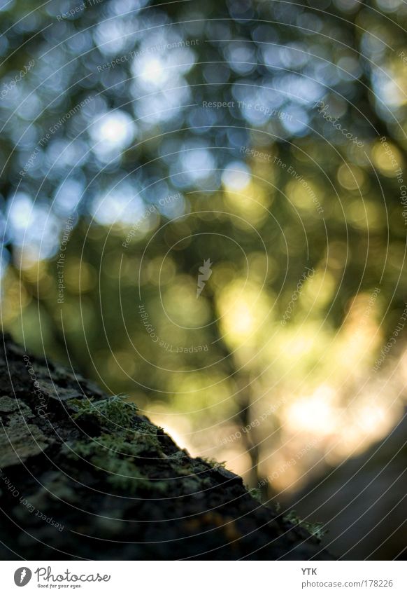 Nothing going on without moss Colour photo Exterior shot Close-up Abstract Pattern Structures and shapes Deserted Dawn Light Shadow Contrast Silhouette