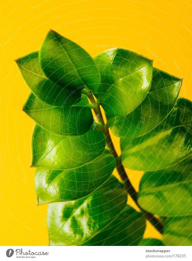 Zamioculcas Plant Gardening Nature Yellow zamioculcas concept Development Growth positive Upward point Branch Leaf Fat Green Natural