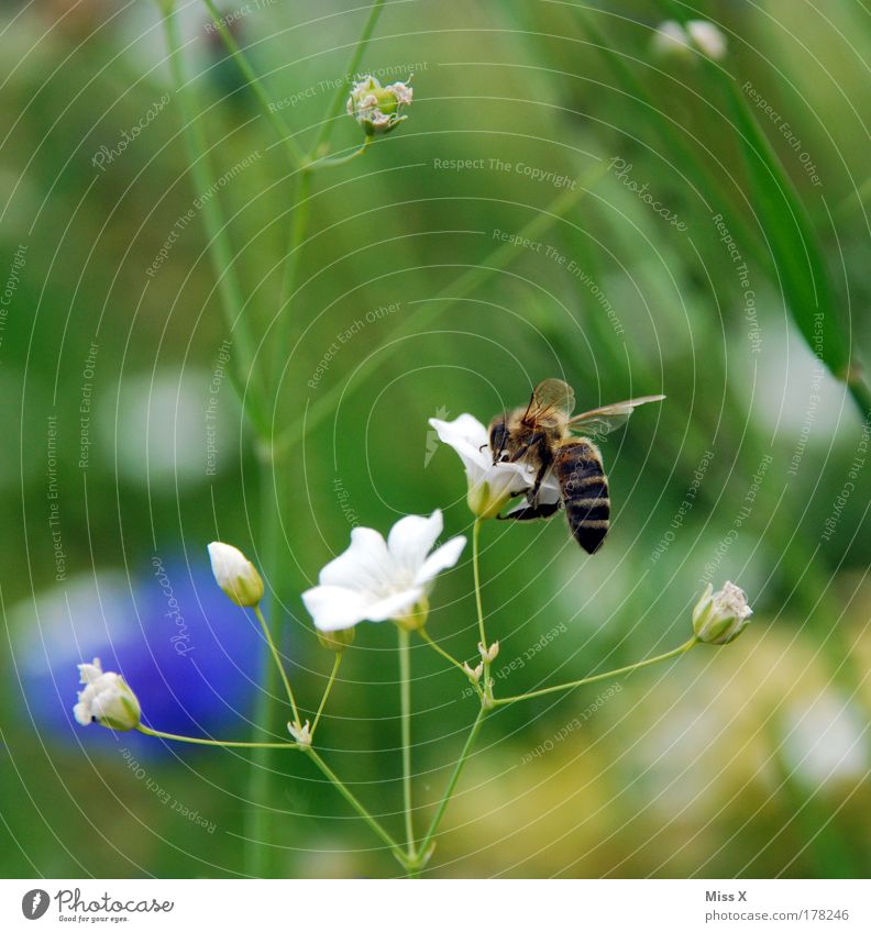 buzz Exterior shot Close-up Detail Deserted Copy Space left Copy Space right Copy Space top Shallow depth of field Animal portrait Environment Nature Plant