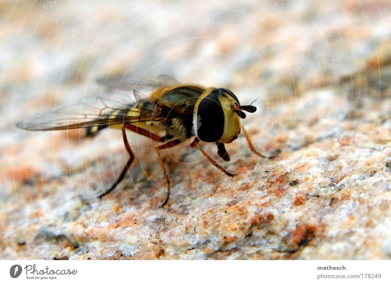 AT THE TOP OF THE STAIRS. Exterior shot Detail Macro (Extreme close-up) Day Light Contrast Sunlight Shallow depth of field Animal portrait Half-profile Nature