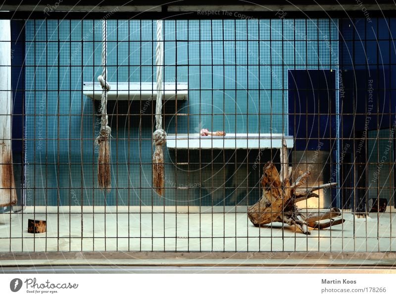 lion's share Blue Cage Rope Tile Tree stump Grating Empty Zoo Captured Interior shot Deserted Artificial light