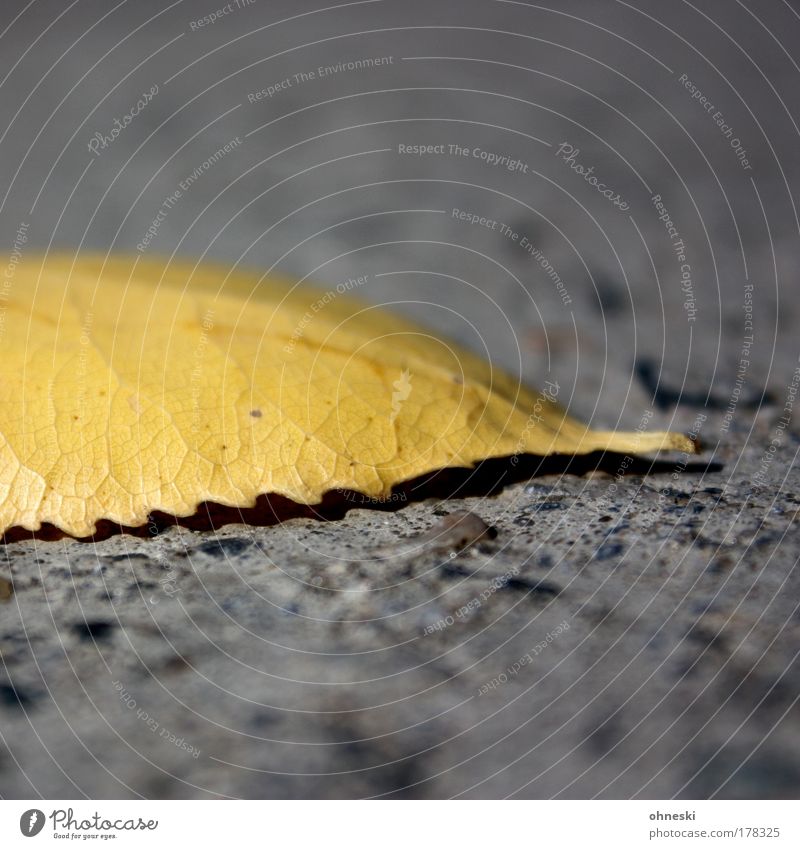 lair Copy Space top Copy Space bottom Light Sunlight Shallow depth of field Environment Nature Autumn Leaf Grief Loneliness Calm Decline Transience Lose