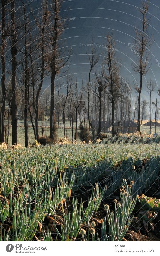 onion field under trees Colour photo Subdued colour Exterior shot Morning Dawn Light Deep depth of field Environment Nature Landscape Plant Fog Tree Grass