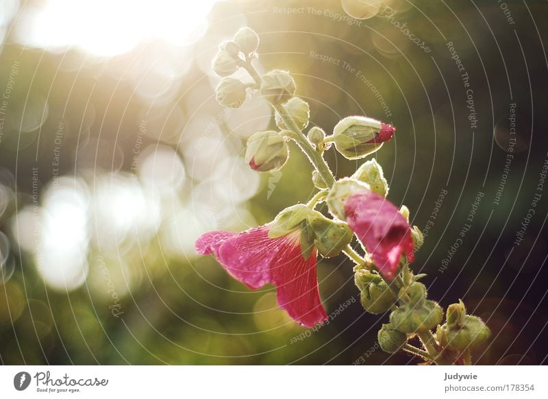 towards the sun Colour photo Exterior shot Copy Space left Copy Space right Evening Light Back-light Shallow depth of field Environment Nature Plant Sun Spring