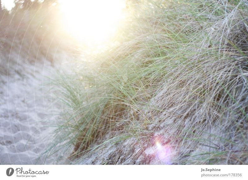 le féerique soleil du nord Beach duene Baltic Sea coast Sand Marram grass Grass Evening sun Vacation & Travel Summer vacation Lanes & trails Nature Illuminate