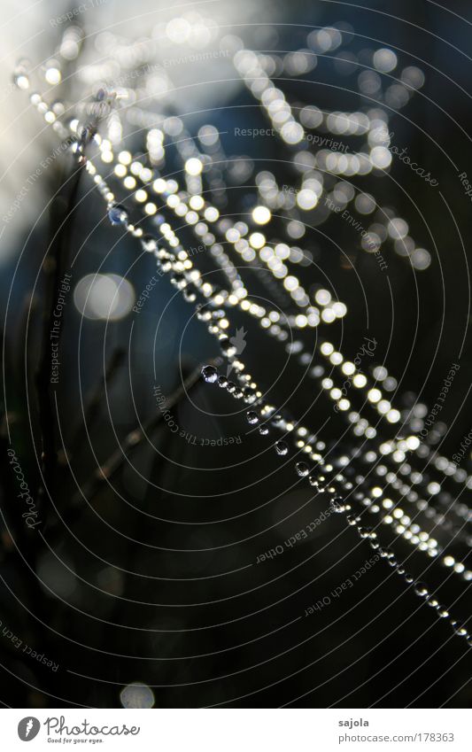 silver drop veil Colour photo Subdued colour Exterior shot Close-up Detail Copy Space bottom Morning Dawn Light Back-light Blur Shallow depth of field