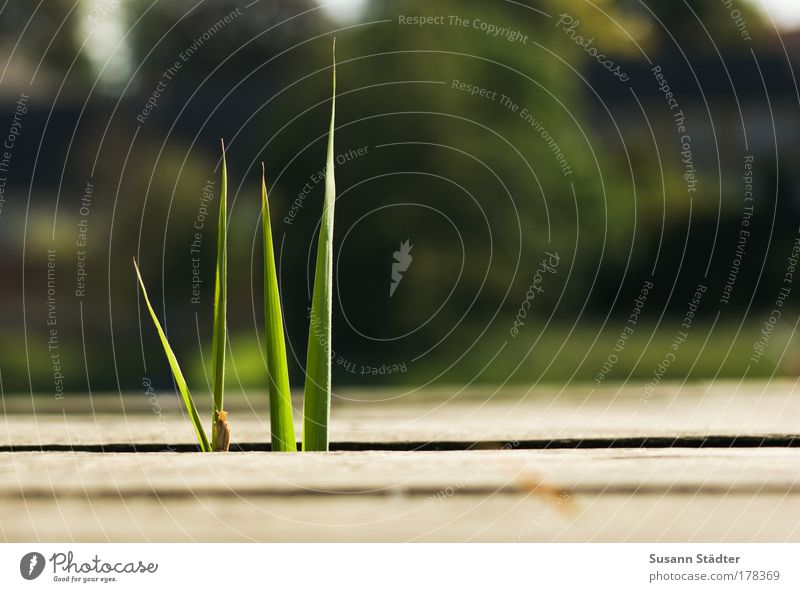 4 wins Colour photo Exterior shot Detail Deserted Copy Space right Copy Space top Copy Space bottom Day Light Shadow Contrast Silhouette Sunlight Sunbeam