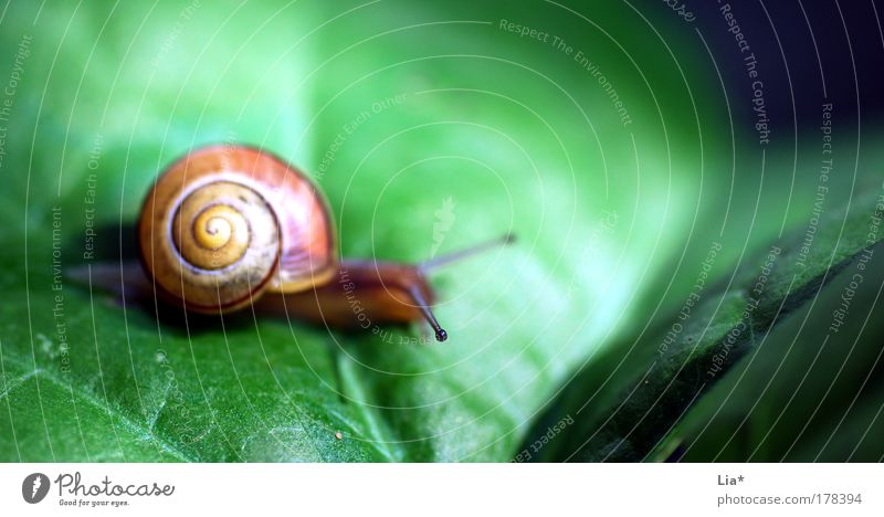 deliberate Colour photo Multicoloured Exterior shot Close-up Detail Macro (Extreme close-up) Shallow depth of field Snail 1 Animal Yellow Green Patient Calm